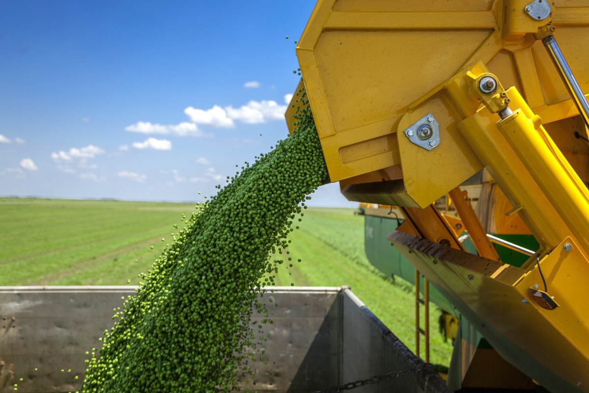 The freshest from Pannonia